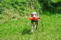 Picture of Weimaraner retrieving dummy