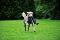 Picture of Weimaraner retrieving