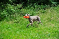 Picture of Weimaraner retrieving