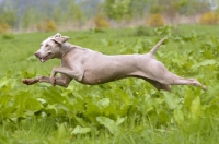 Picture of Weimaraner running at full speed