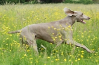 Picture of Weimaraner running in field