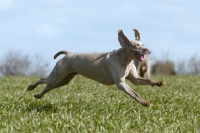 Picture of Weimaraner running in field