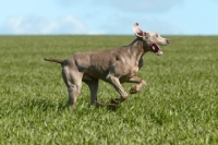 Picture of Weimaraner running in field