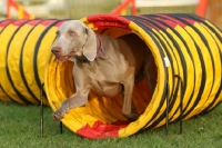 Picture of Weimaraner running through tube