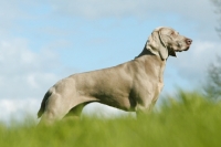 Picture of Weimaraner, side view