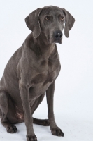 Picture of Weimaraner siting down