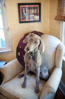 Picture of weimaraner sitting in chair with head tilted