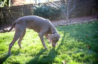 Picture of weimaraner sniffing grass