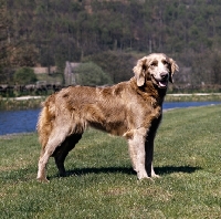 Picture of weimaraner standing beside river looking happy 