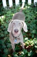 Picture of weimaraner standing in ivy