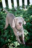 Picture of weimaraner standing in ivy