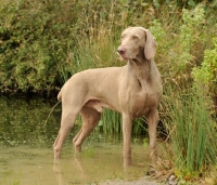 Picture of Weimaraner standing in water