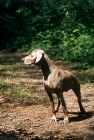 Picture of weimaraner standing in woods