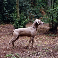 Picture of weimaraner standing in woods