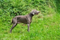 Picture of Weimaraner standing on grass