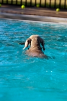Picture of weimaraner swimming