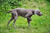 Picture of Weimaraner walking