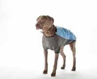 Picture of weimaraner wearing coat