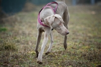 Picture of weimaraner wearing harness running in a field