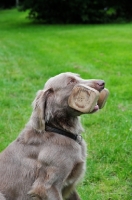 Picture of Weimaraner with dumbbell