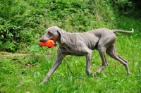 Picture of Weimaraner with dummy