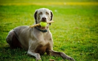 Picture of Weimaraner with stick and ball
