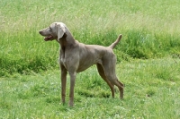 Picture of weimaraner 