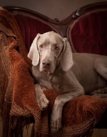 Picture of Weimaraner