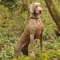 Picture of weimeraner in the woods posing on a log