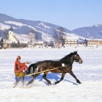 Picture of weix, noric horse in trotting race in snow at kitzbuhel