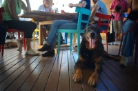 Picture of Well-behaved Beauceron resting on a restaurant floor