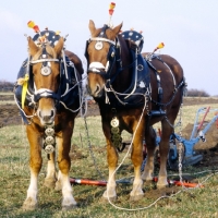 Picture of well decorated suffolk punch horses  in ploughing competition at paul heiney's farm 