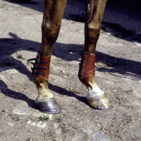 Picture of well shod horse's hooves, horse's leg protection, boots