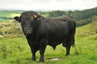 Picture of welsh black bull