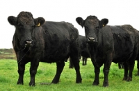 Picture of welsh black cows