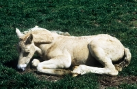 Picture of welsh cob foal lying on grass