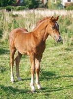 Picture of Welsh Cob foal (section d)