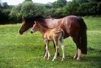 Picture of welsh cob mare and her foal in a field