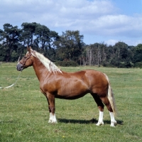 Picture of welsh cob mare, (section d),