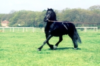 Picture of welsh cob on lunge