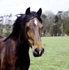 Picture of welsh cob, sec d, filly 