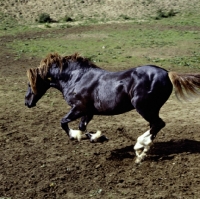 Picture of welsh cob sec d stallion cantering