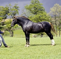 Picture of welsh cob sec d stallion, posed