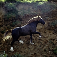 Picture of welsh cob sec d stallion trotting up bank
