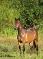 Picture of Welsh Cob (section d) amongst greenery