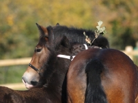 Picture of Welsh Cob (section d) and foal