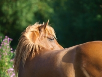 Picture of Welsh Cob (section d) back view