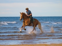 Picture of Welsh Cob (section d) being ridden