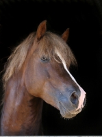 Picture of Welsh Cob (section d), black background