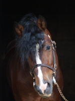 Picture of Welsh Cob (section d), black background